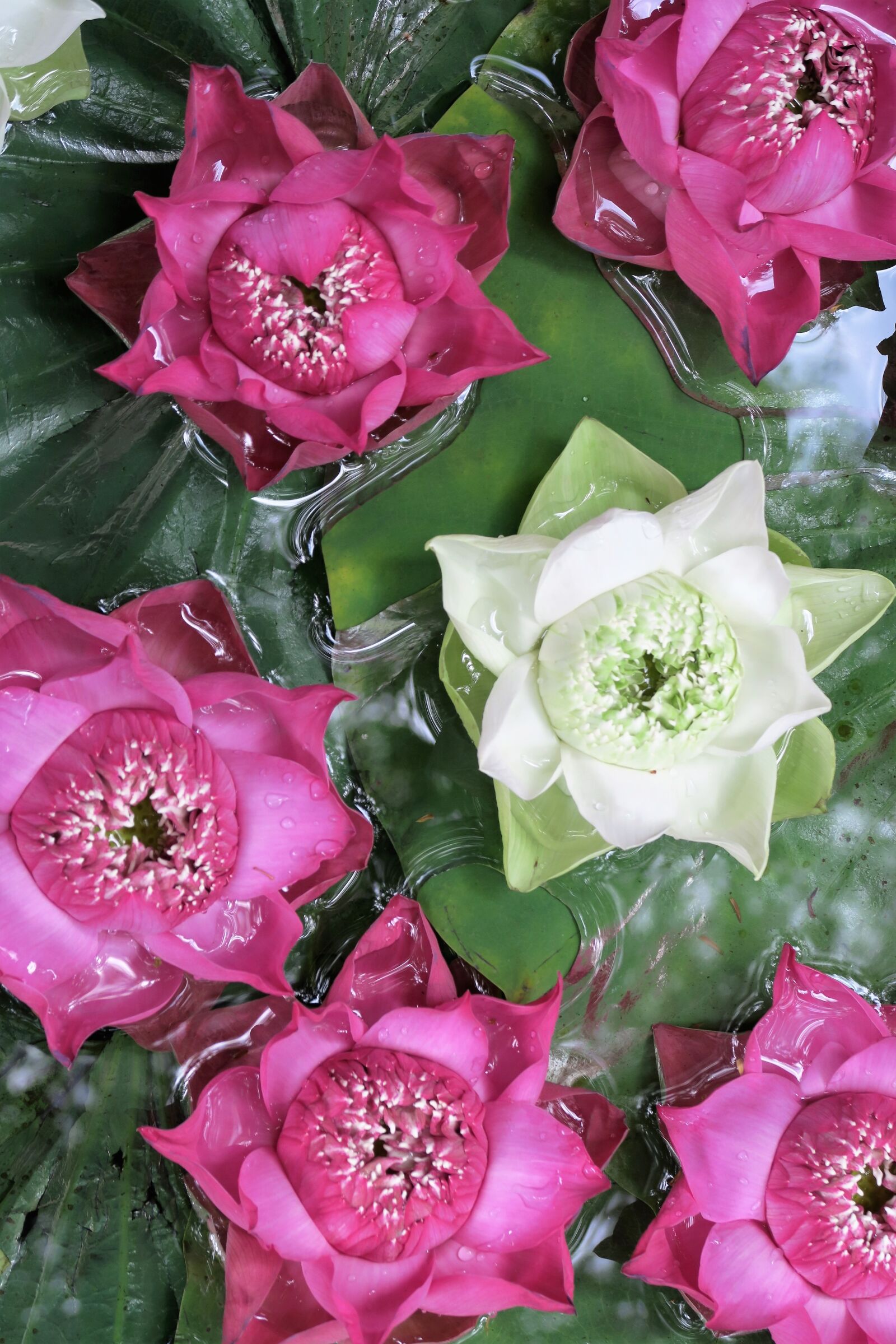 Canon PowerShot G7 X sample photo. Lotus flower, aquatic plant photography