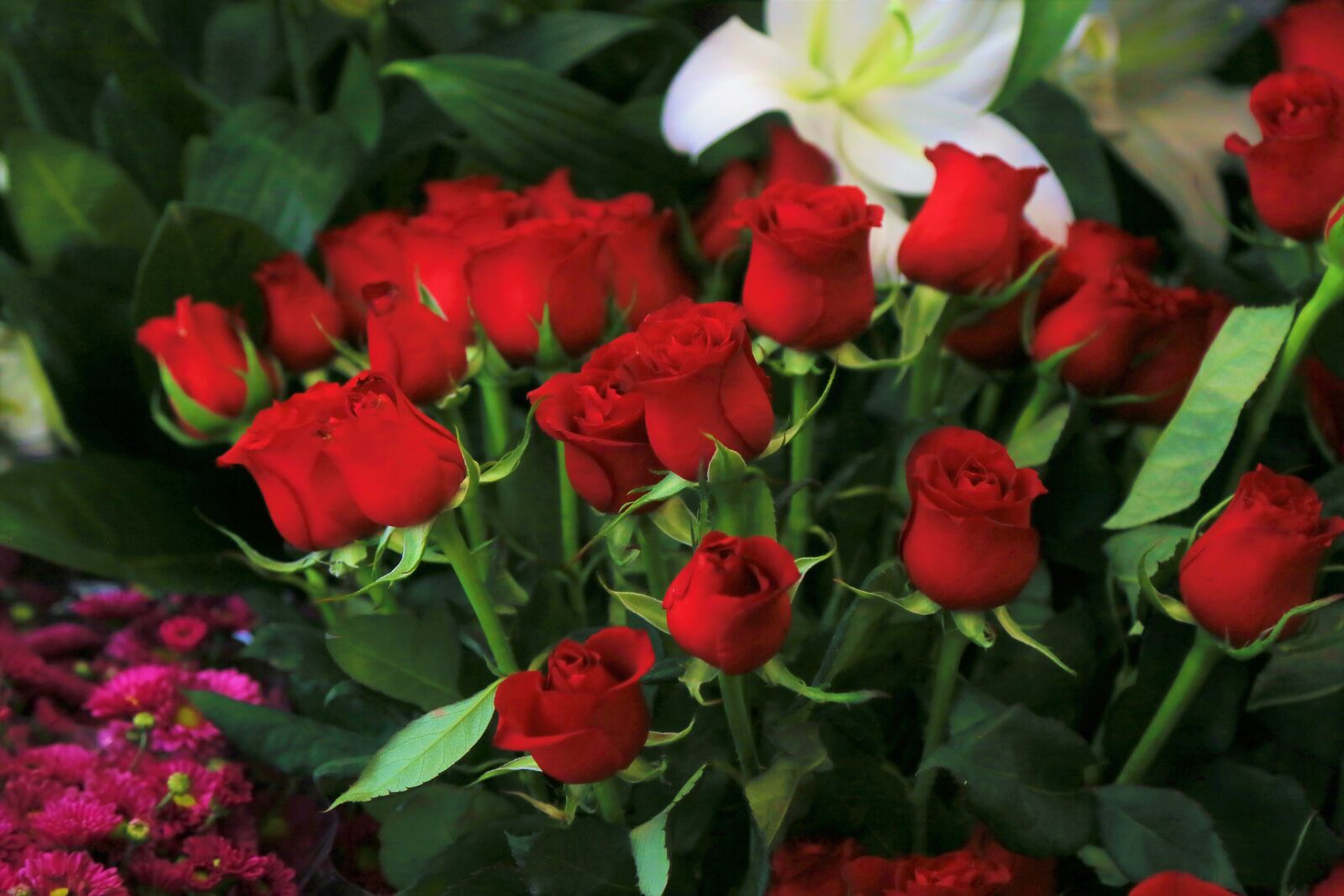Canon EF 24-105mm F4L IS USM sample photo. Roses, spring, romantic photography