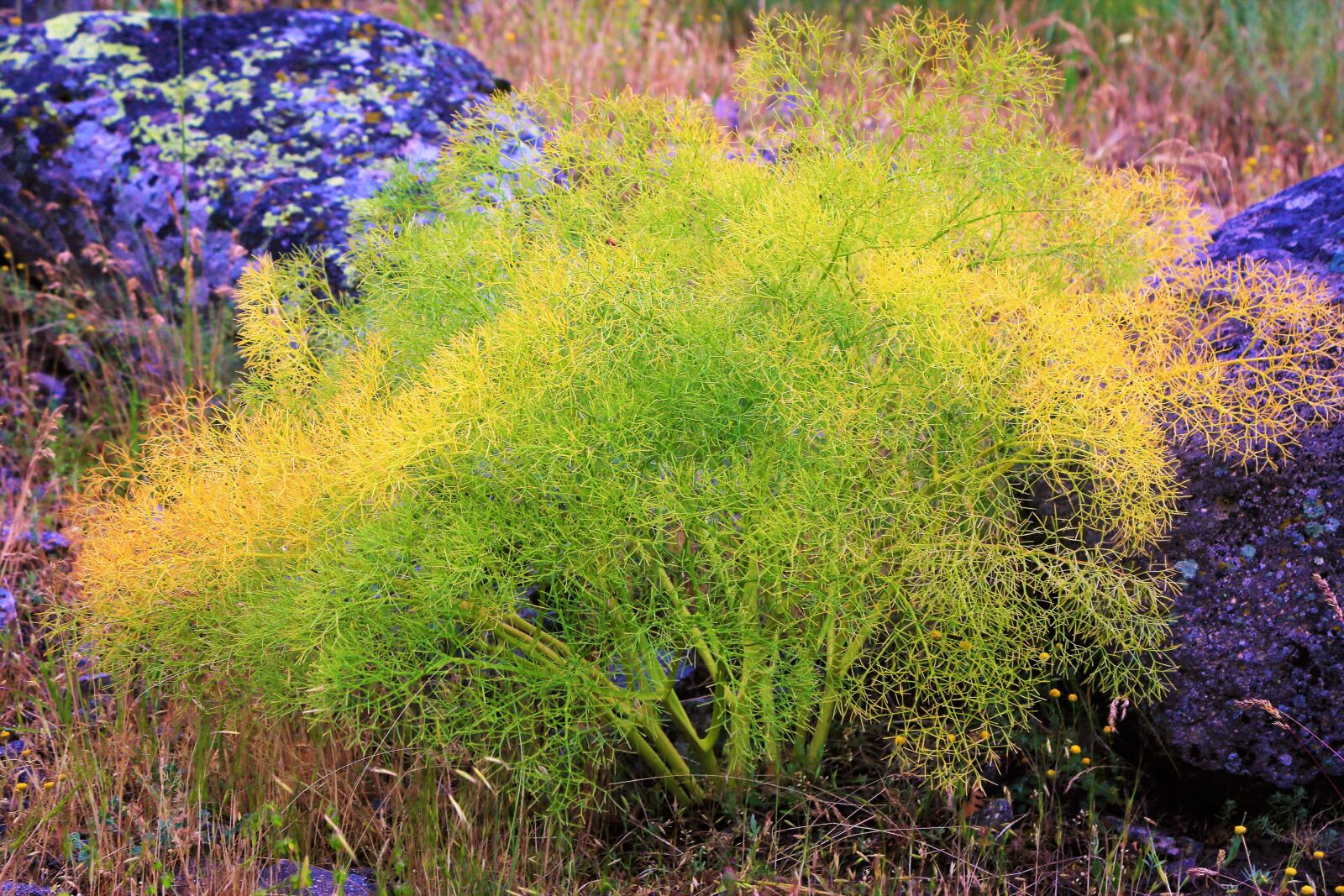 Canon EF 24-105mm F4L IS USM sample photo. Nature, spring, plant photography