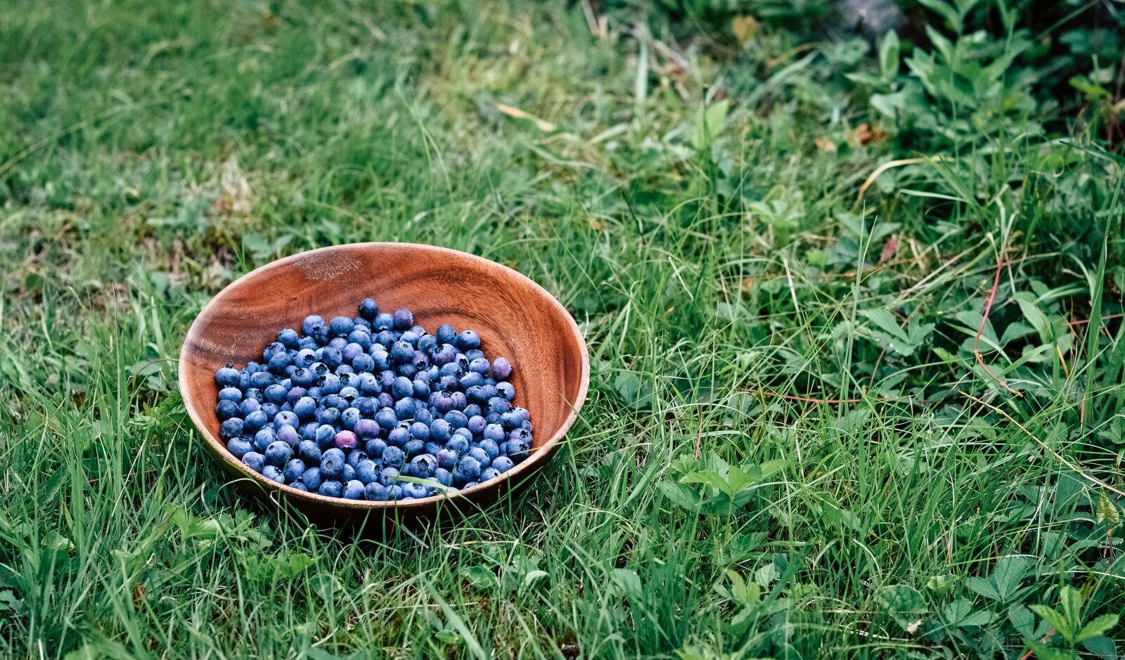 Nikon D3100 sample photo. Blueberries, blueberry bush, fruits photography