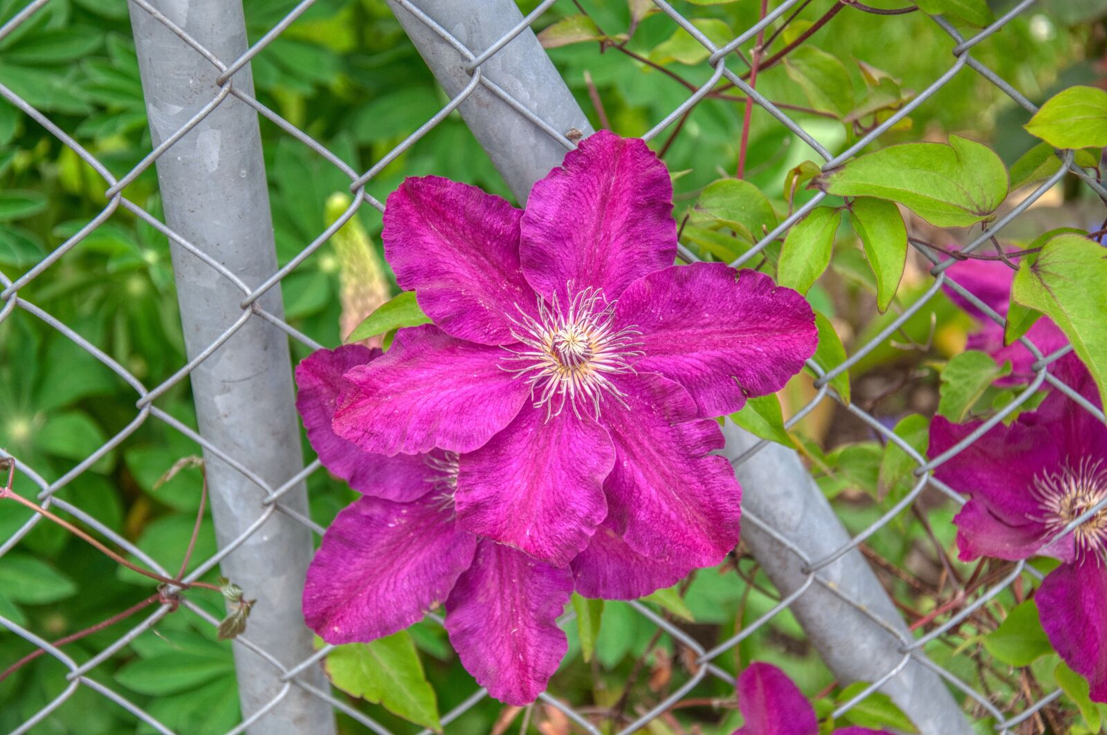Nikon D5000 sample photo. Escapee, clematis, hahnenfu gew photography