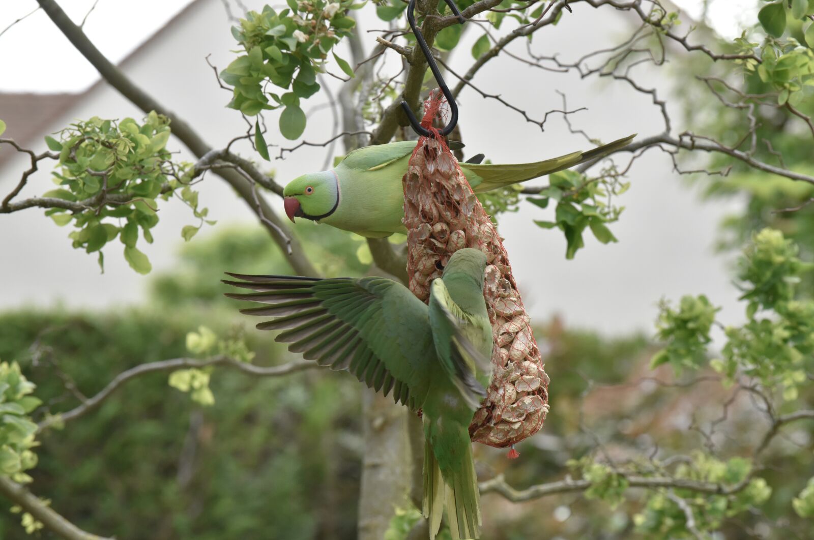 Nikon D810 sample photo. Parakeet necklace, parakeet, animal photography