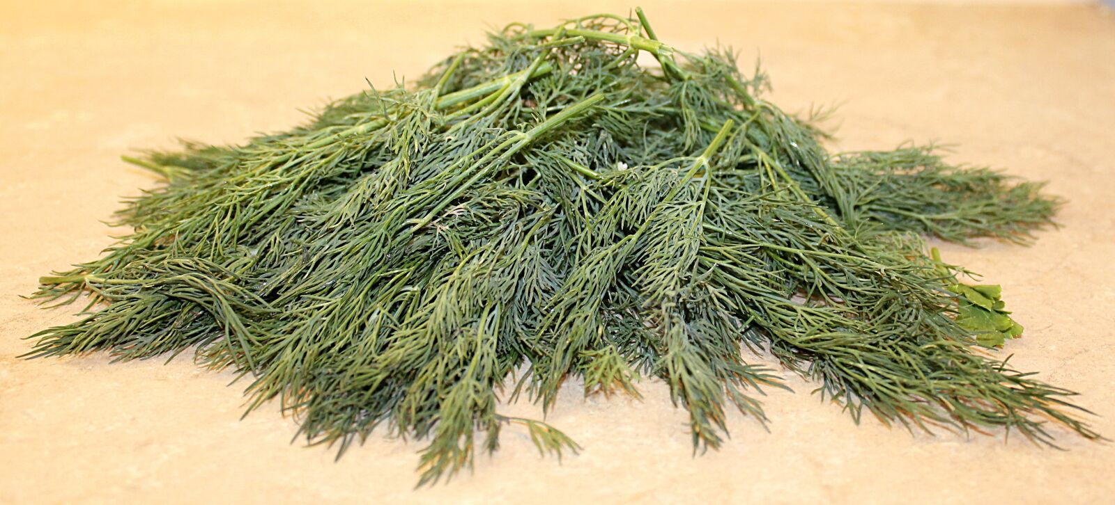 Canon EOS 1100D (EOS Rebel T3 / EOS Kiss X50) sample photo. Dill, the dill, the photography