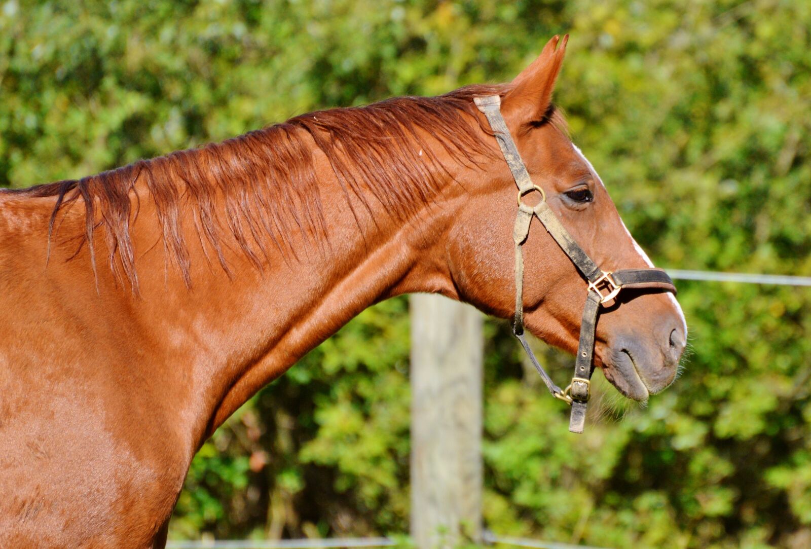 Nikon D3200 sample photo. Horse, ride, reiter photography