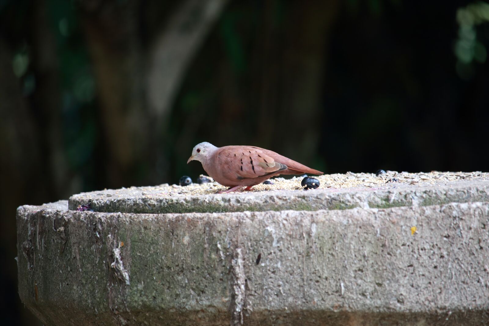 Canon EF-S 55-250mm F4-5.6 IS STM sample photo. Birds, nature, no person photography
