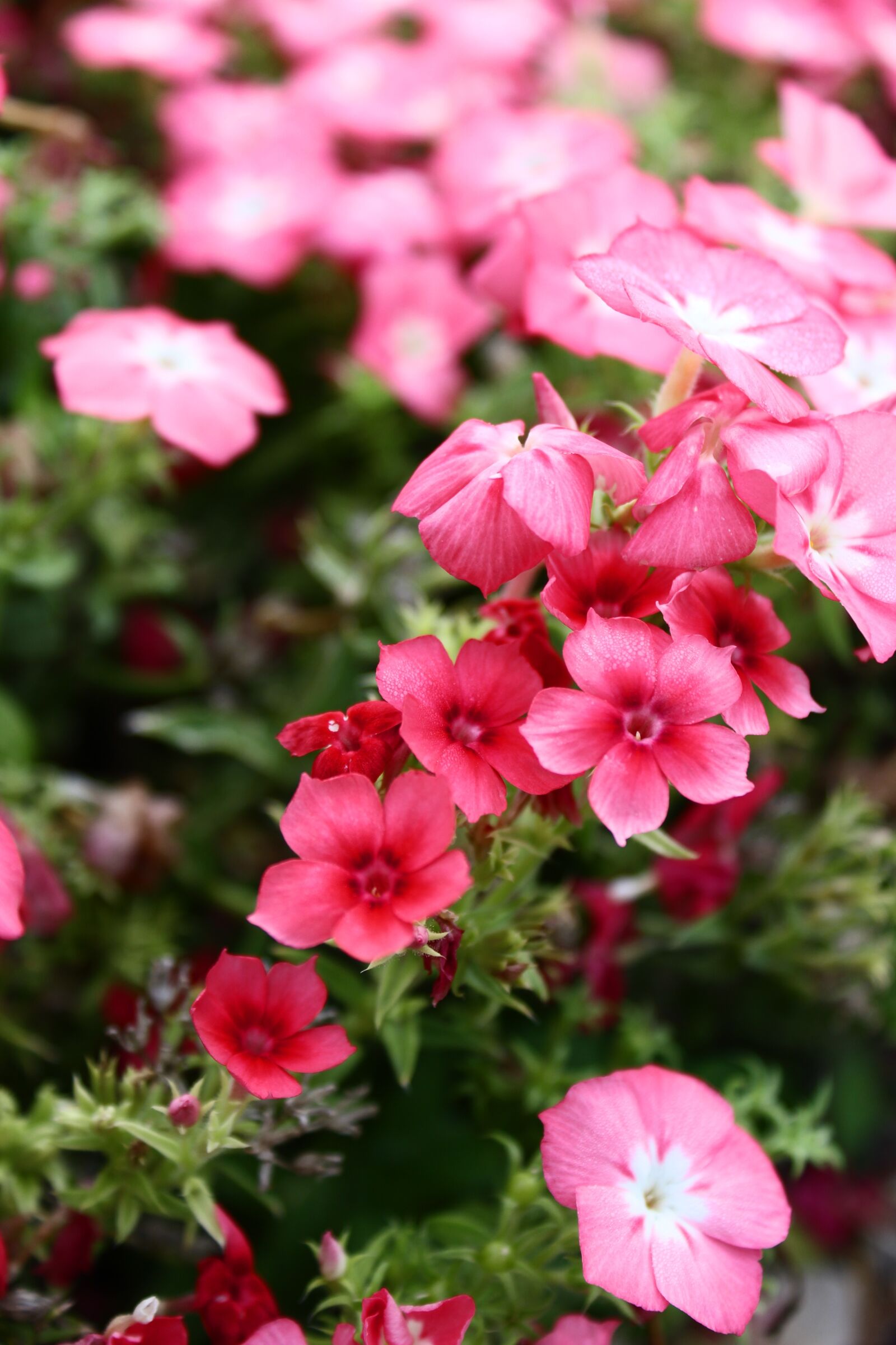 Canon EOS 1200D (EOS Rebel T5 / EOS Kiss X70 / EOS Hi) sample photo. Flowers, pink, summer photography