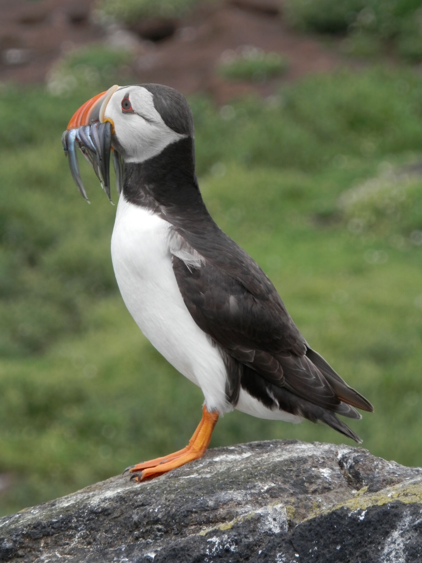 Olympus SZ-14 sample photo. Puffin, seabird, nature photography
