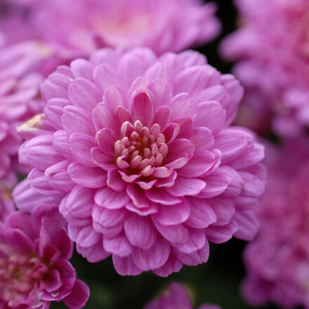 【作例あり】Nikon AF MICRO NIKKOR 60mmm f2.8D Nikon AF Micro-Nikkor 60mm f/2.8D lens review - Nikon Rumors