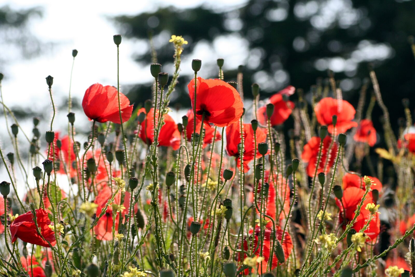 Canon EOS 350D (EOS Digital Rebel XT / EOS Kiss Digital N) sample photo. Poppies, nature, red photography