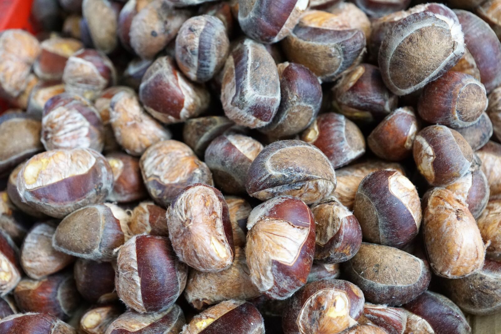 Sony ILCA-77M2 + Sony DT 16-50mm F2.8 SSM sample photo. Chestnut, harvest, healthy photography