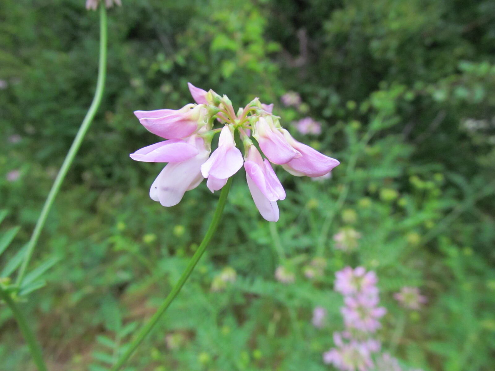 Canon PowerShot SX150 IS sample photo. Flower, macro, nature photography