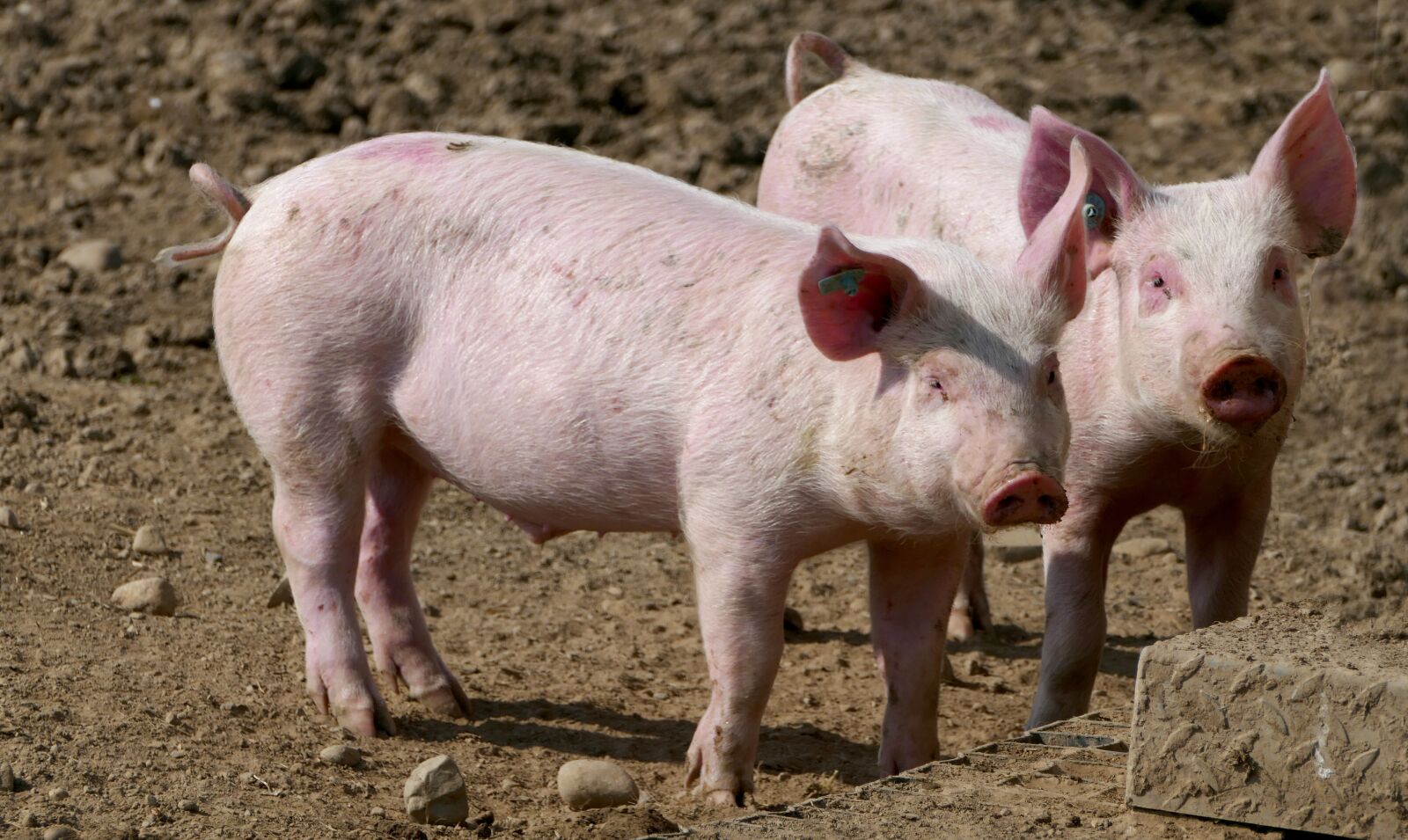Panasonic Lumix DMC-FZ1000 sample photo. Agriculture, animal husbandry, pigs photography