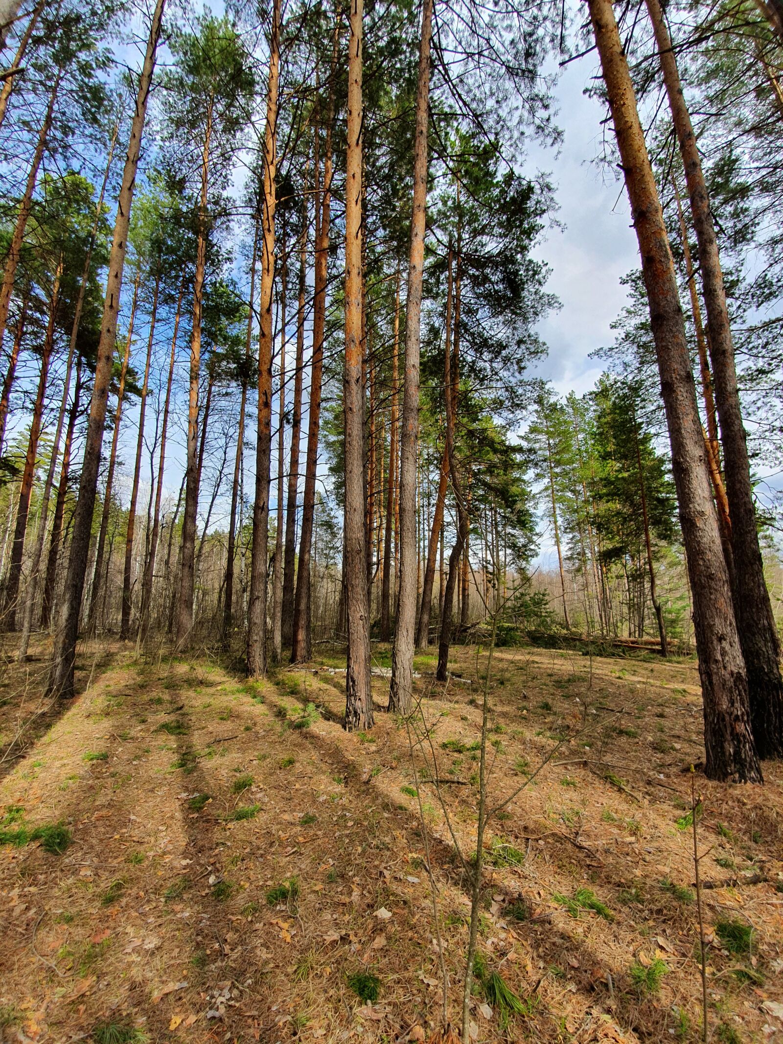 Samsung Galaxy S10 sample photo. Nature, forest, pine photography