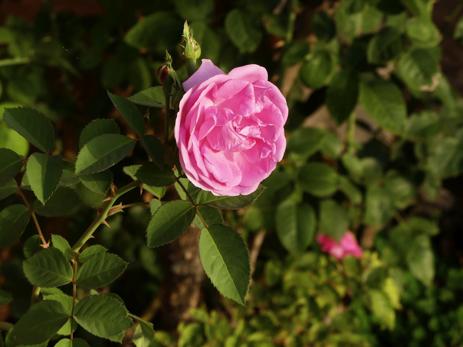 Panasonic Lumix DMC-FZ300 sample photo. Rose, flower, bloom photography