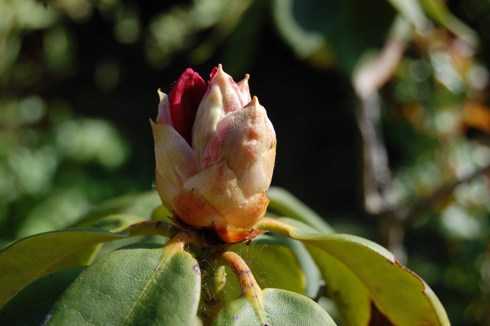 Nikon D40 sample photo. Rhododendron, bud, flower photography