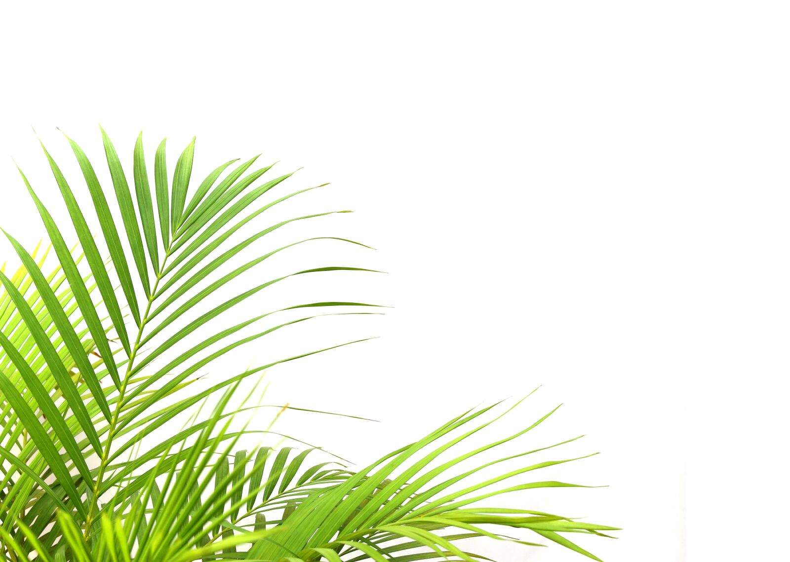 Canon EOS 700D (EOS Rebel T5i / EOS Kiss X7i) sample photo. Palm, leaf, foliage photography