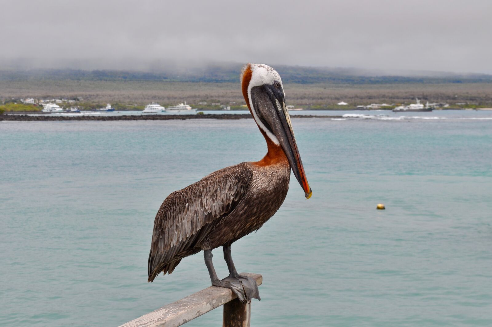 Nikon D5000 sample photo. Bird, exotic, galapagos photography