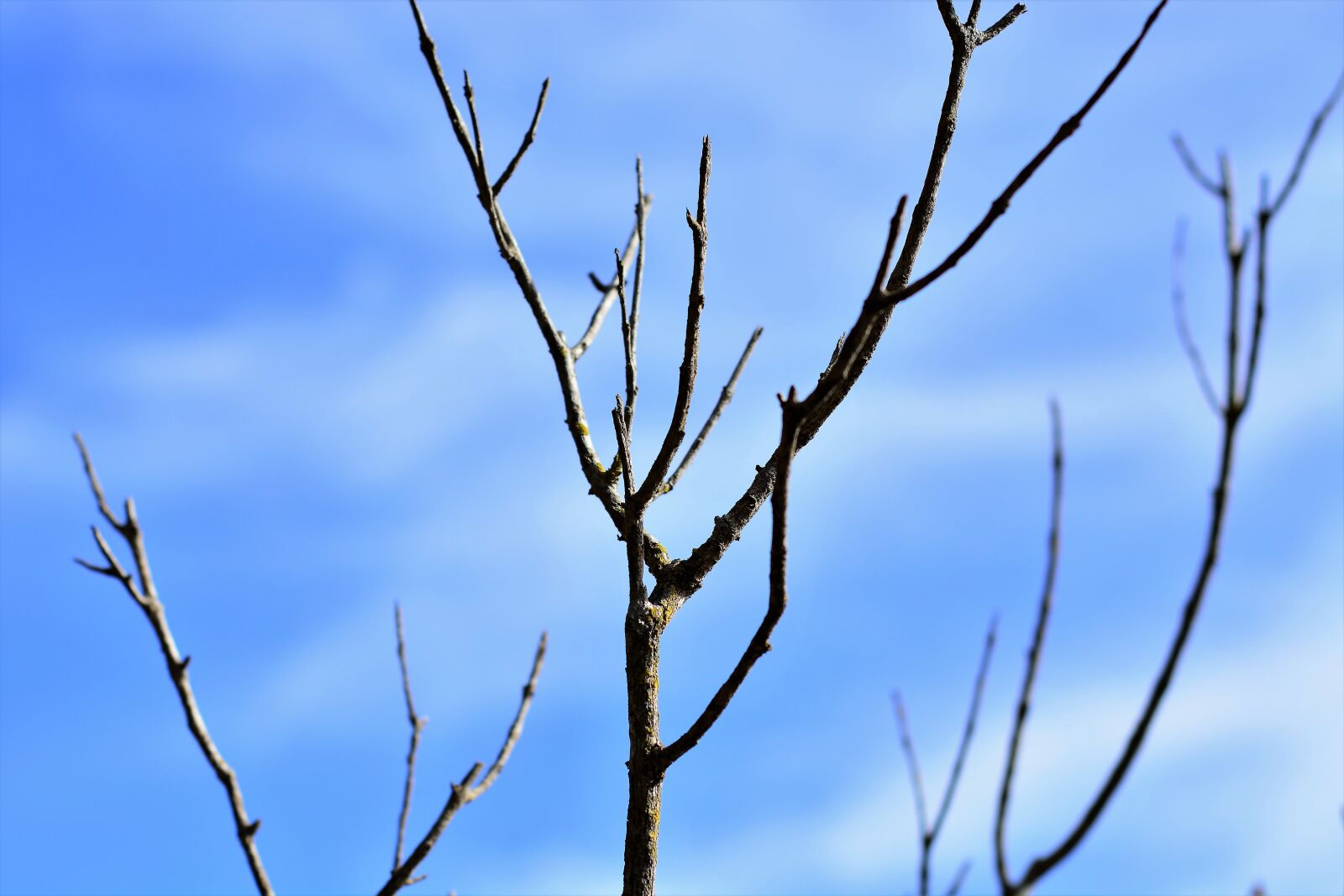 Nikon D7100 sample photo. Dry twigs, blue sky photography