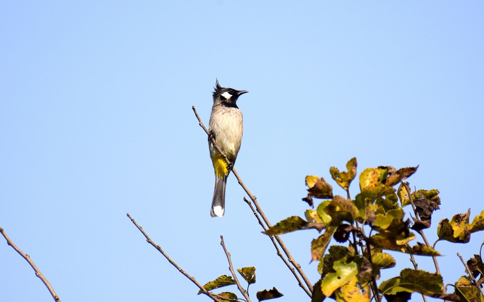 Nikon D3300 sample photo. Nature, outdoors, bird photography