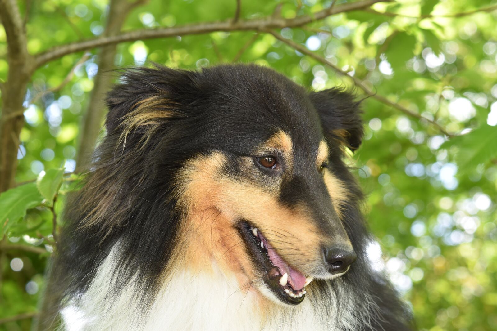 Nikon D5600 sample photo. Dog shetland sheepdog, shetland photography