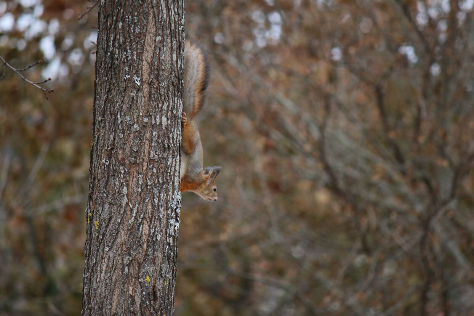 Canon EF-S 55-250mm F4-5.6 IS sample photo. Squirrel, tree, nature photography