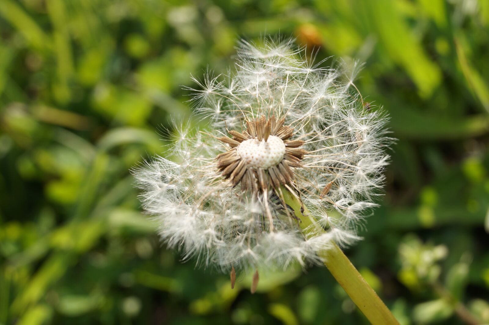 Sony DT 18-55mm F3.5-5.6 SAM II sample photo. Dandelion, seeds, garden photography