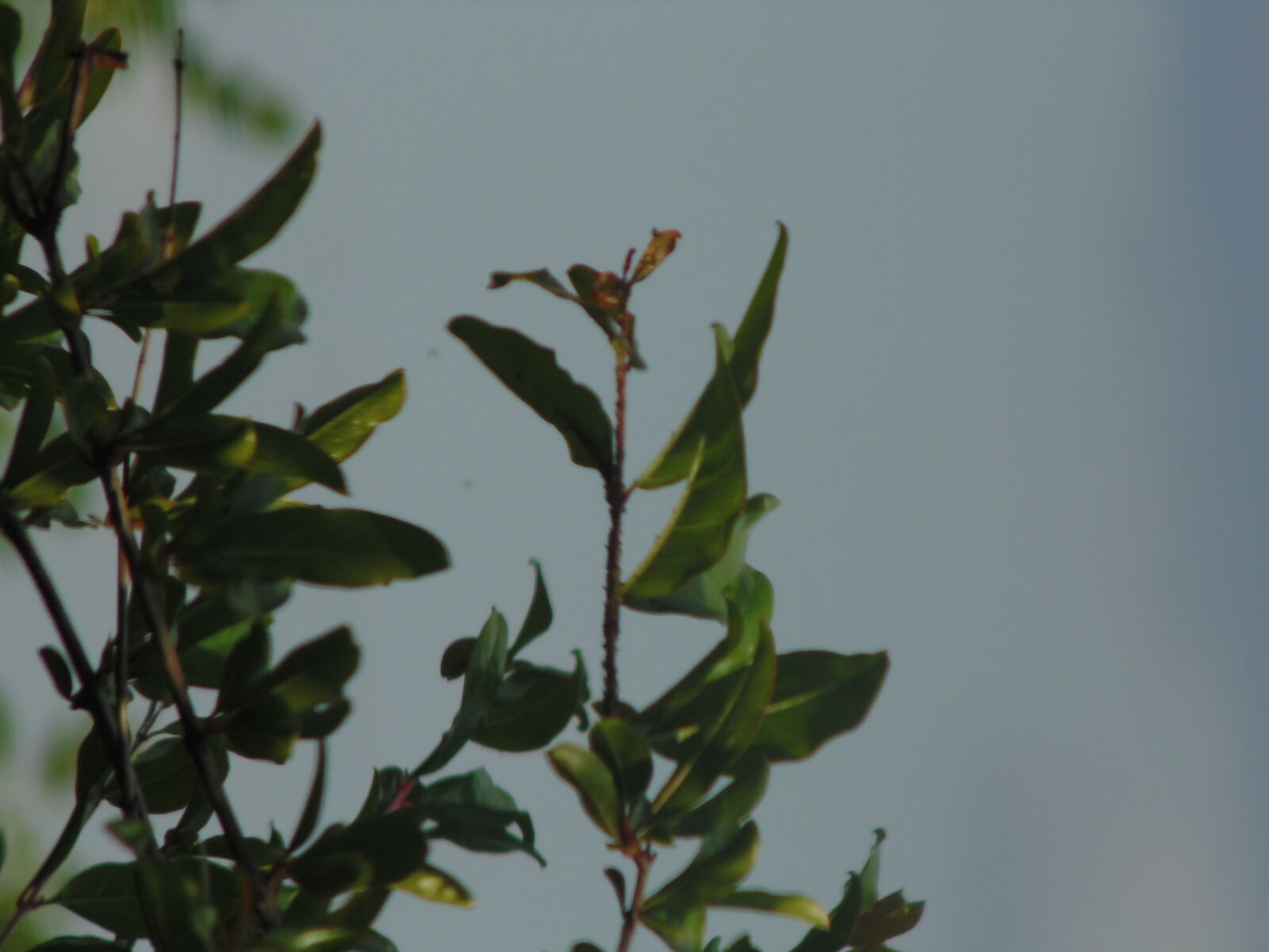 Sony DSC-H100 sample photo