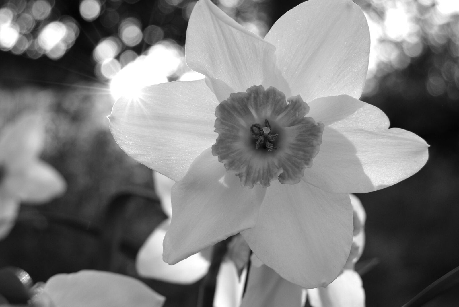 Nikon D3300 sample photo. Daffodil, flower, nature photography