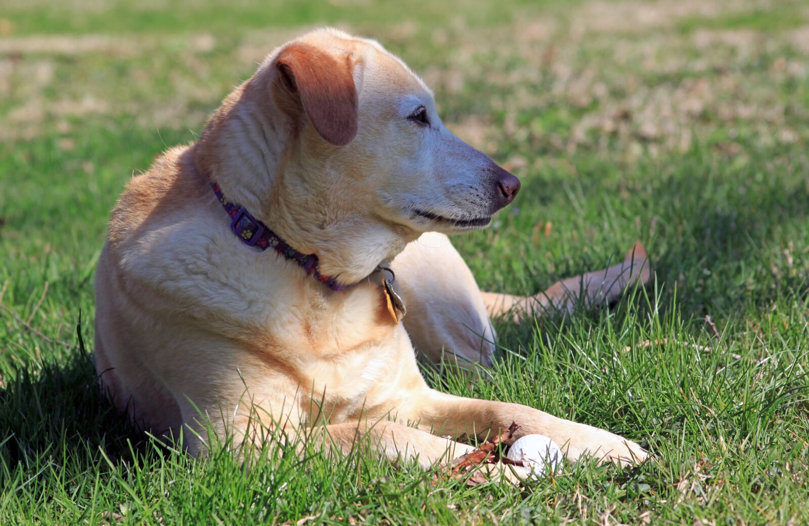 Canon EOS 500D (EOS Rebel T1i / EOS Kiss X3) sample photo. Dog, rescue, yellow photography