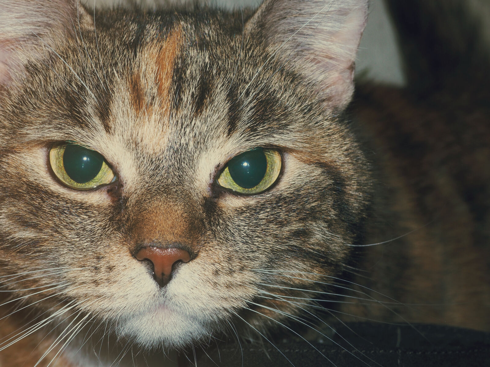 Olympus OM-D E-M10 II sample photo. Animal, pet, eyes, fur photography