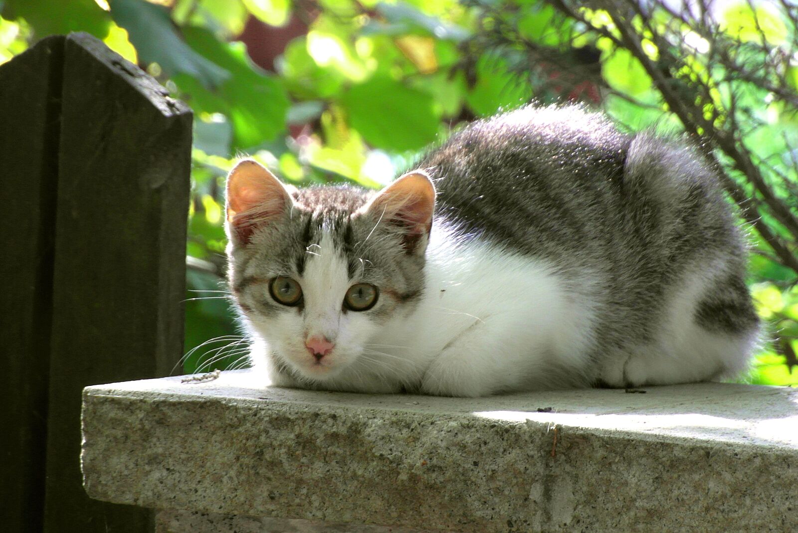 Samsung WB750 sample photo. Cat, mammal, animals photography