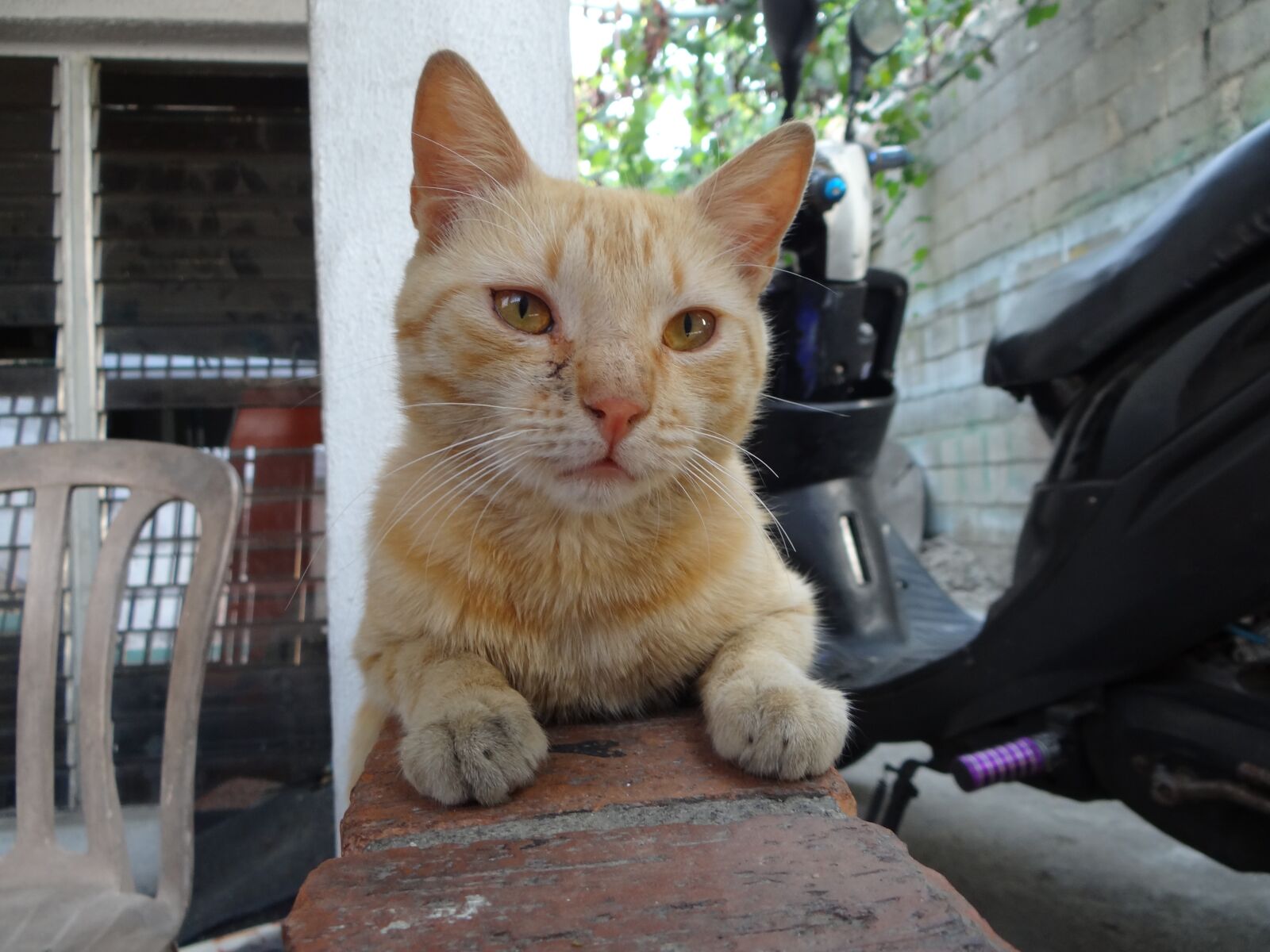 Sony Cyber-shot DSC-HX100V sample photo. Cat, yellow, animals photography