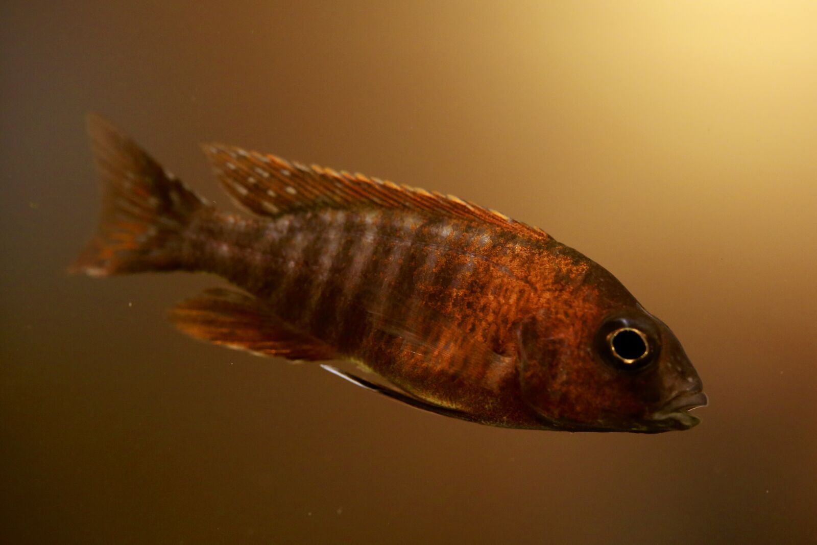Canon EOS 5D Mark III sample photo. Tropical fish, fish, aquarium photography
