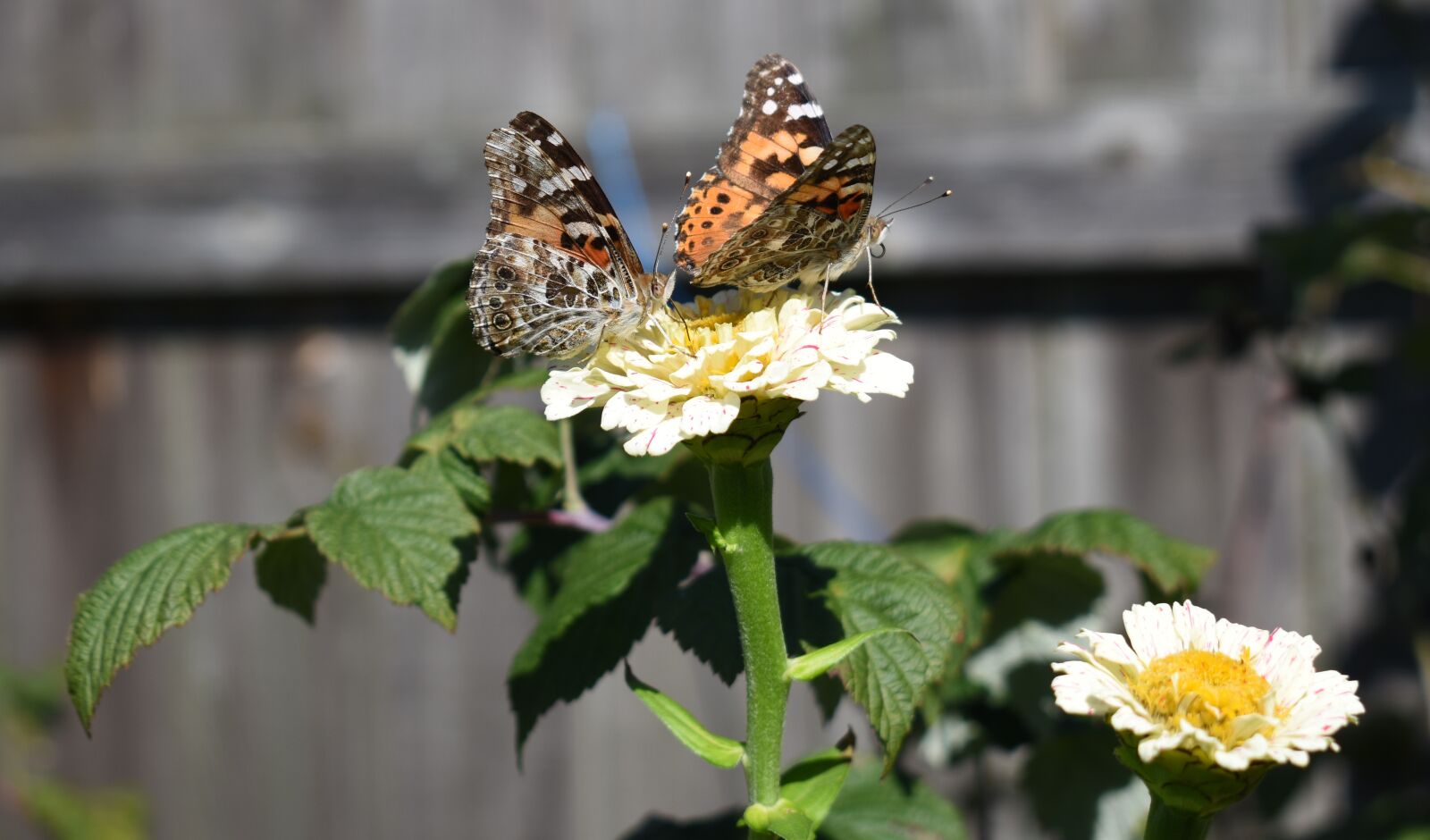 Nikon D5500 sample photo. Flower, butterfly, painted lady photography