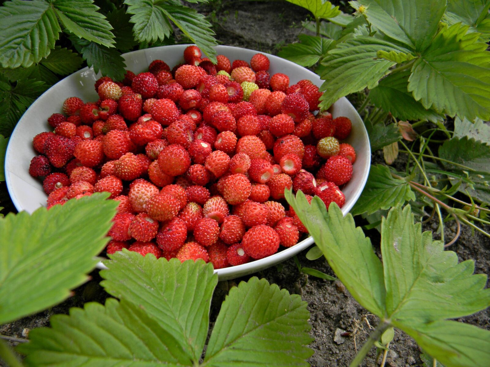 Nikon Coolpix L110 sample photo. Red, fragaria vesca, fruit photography