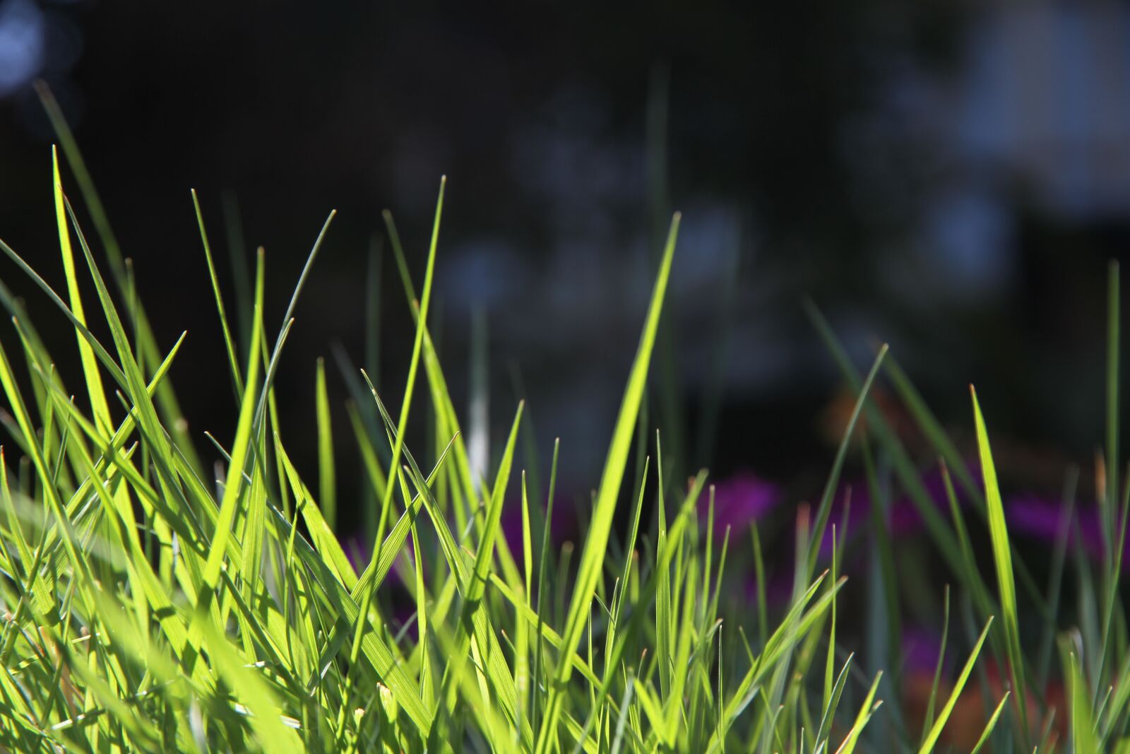 Canon EOS 7D sample photo. Grass, spring, nature photography