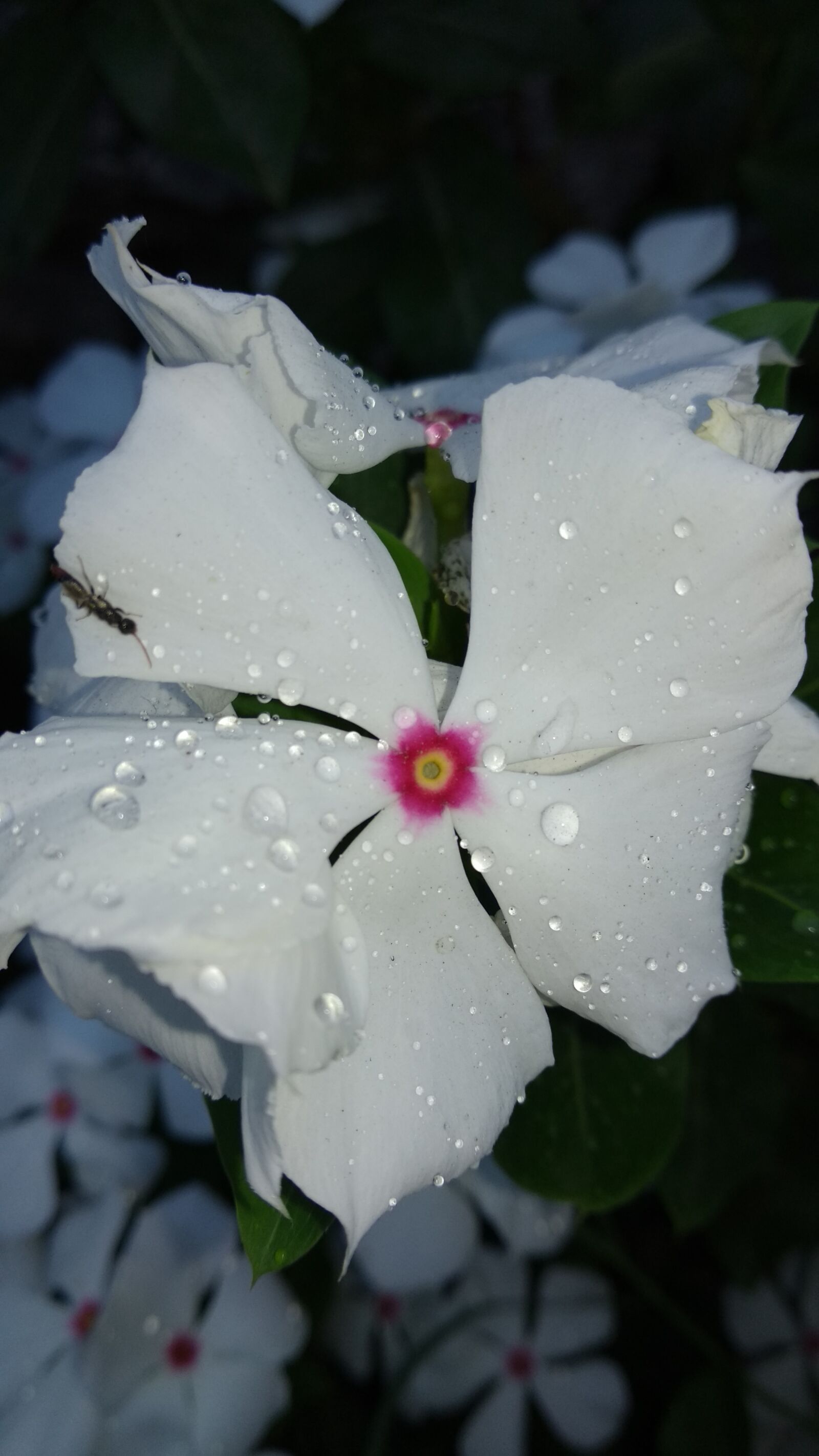 Xiaomi Mi A1 sample photo. Flower, nature, flora photography