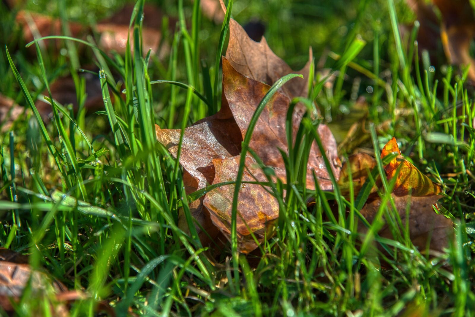 Nikon D750 sample photo. Autumn, maple leaves, fall photography