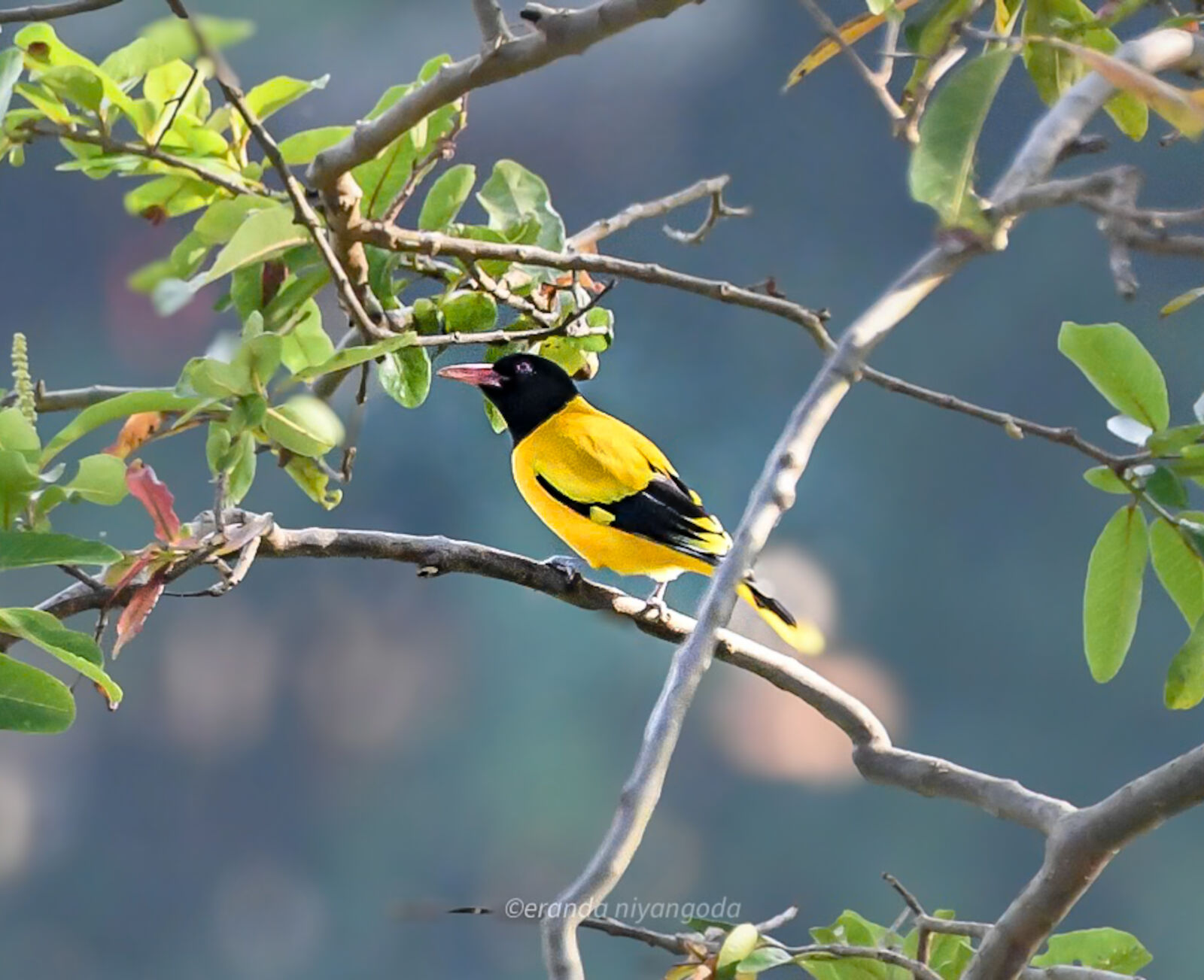 Sigma 100-400mm F5-6.3 DG OS HSM sample photo