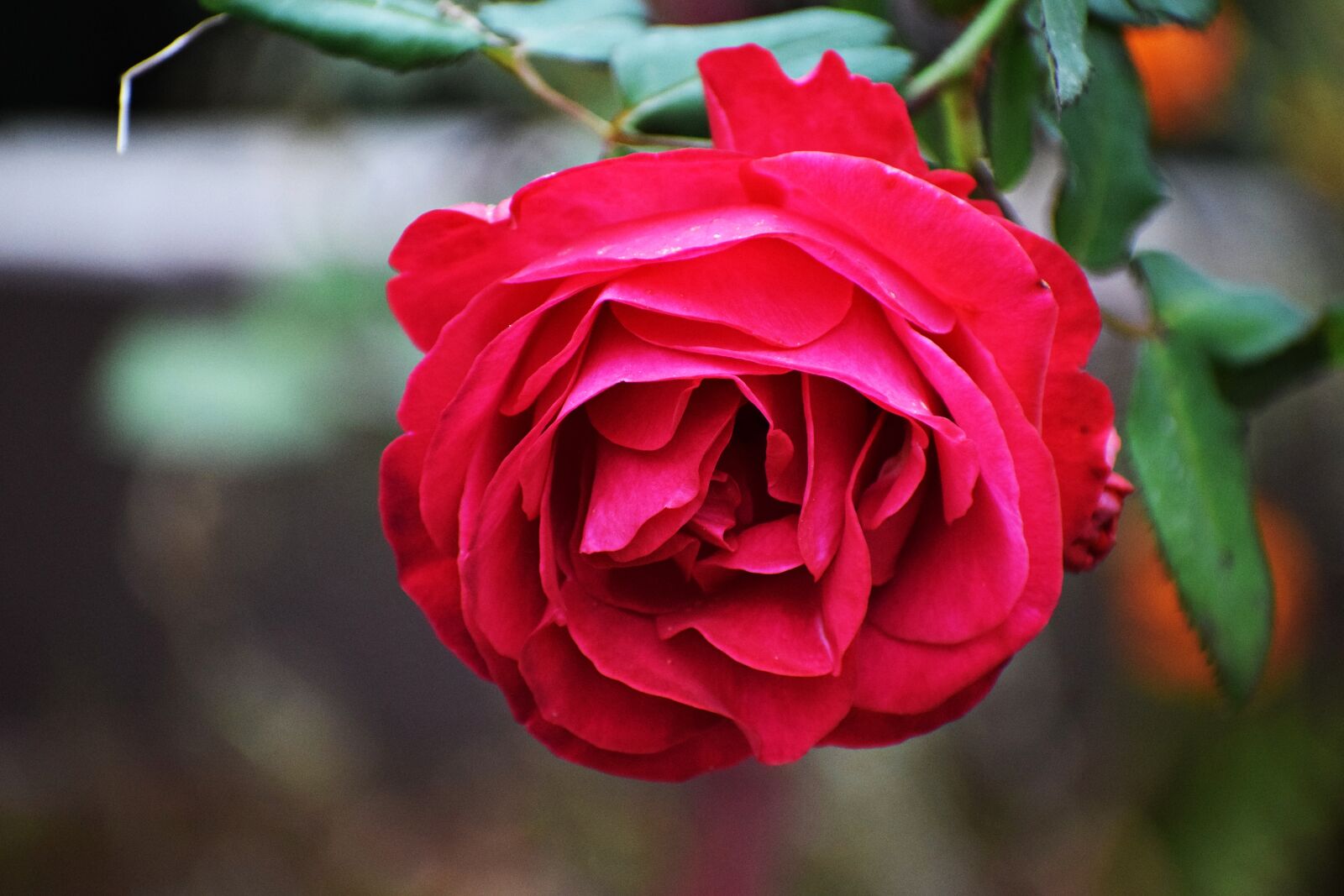Nikon D3300 sample photo. Red rose, flower, roses photography