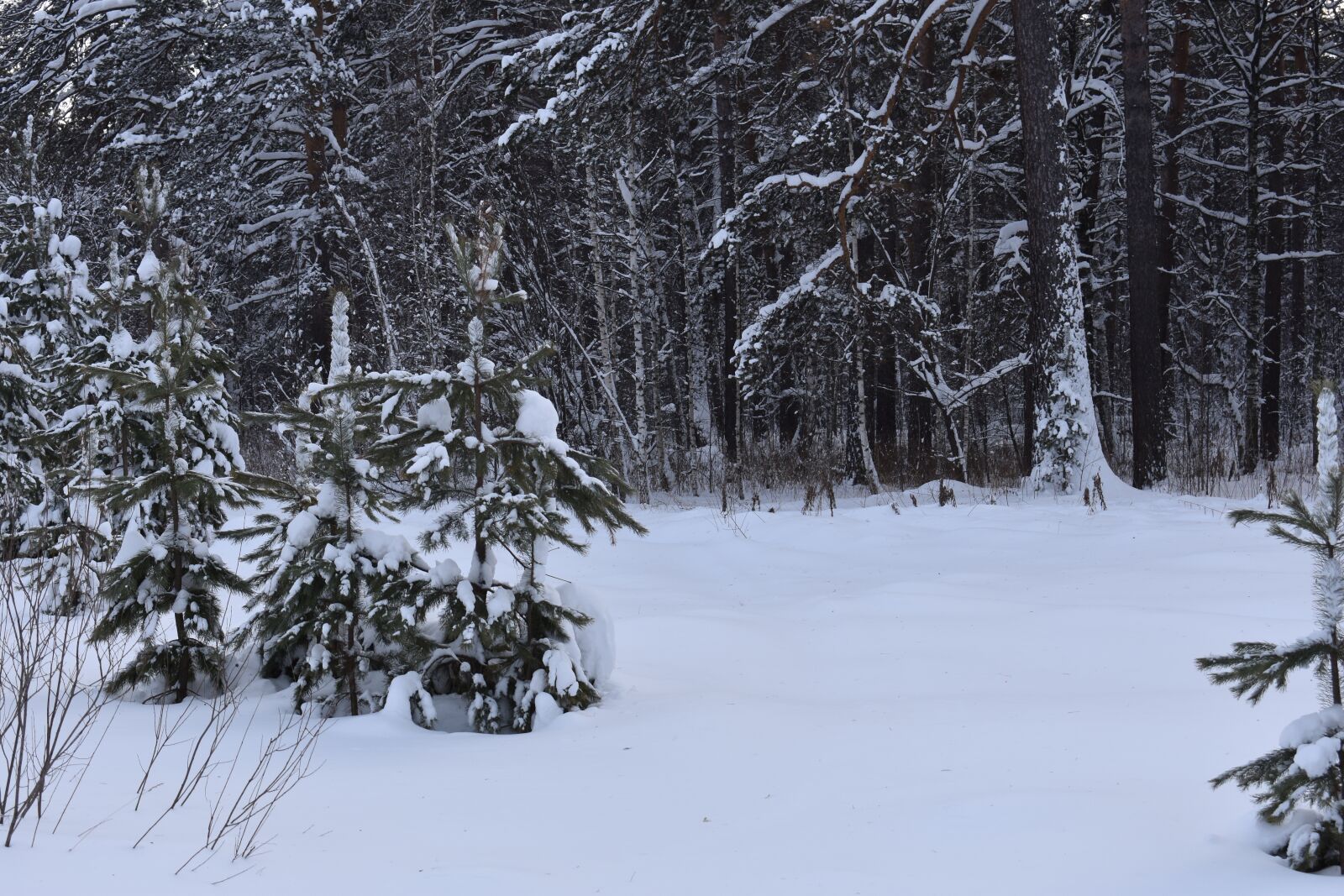 Nikon D3400 sample photo. Winter, snow, forest photography