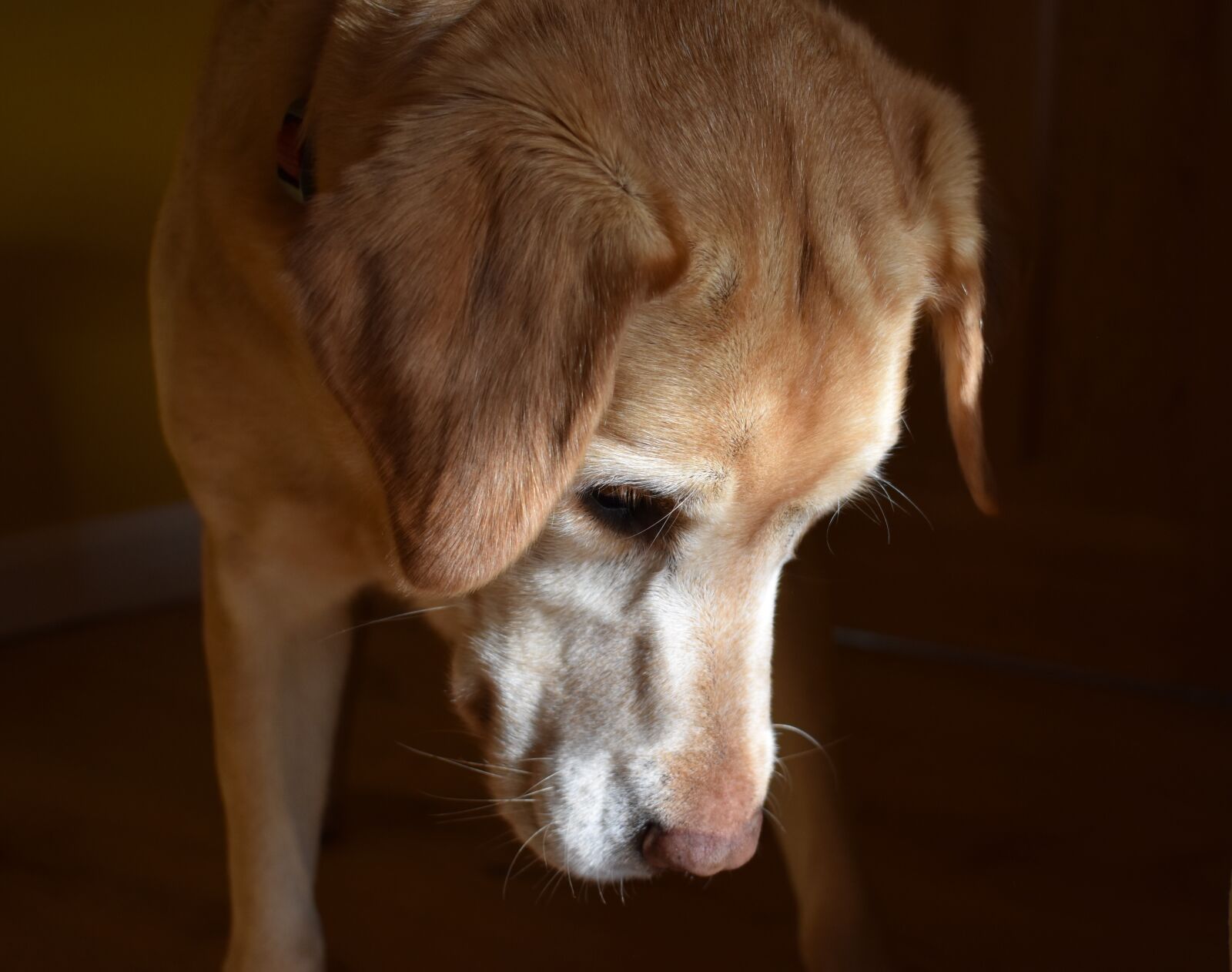 Nikon D3400 sample photo. Dog, labrador, old age photography