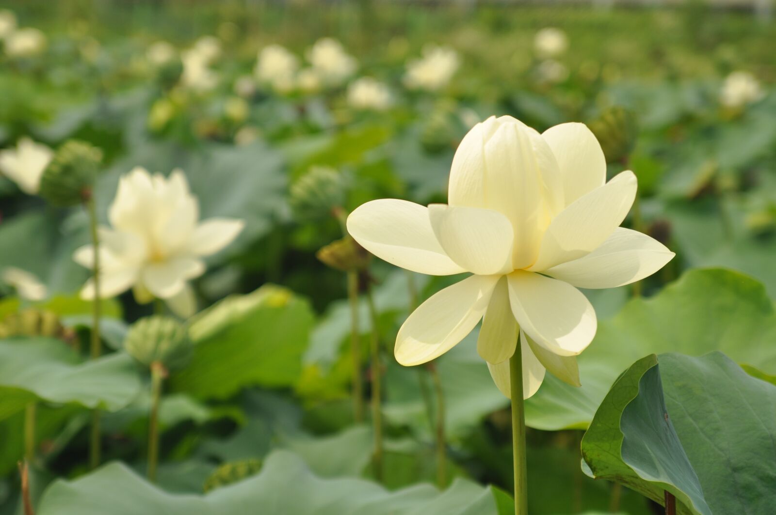 Nikon D90 sample photo. Lotus, nature, plants photography