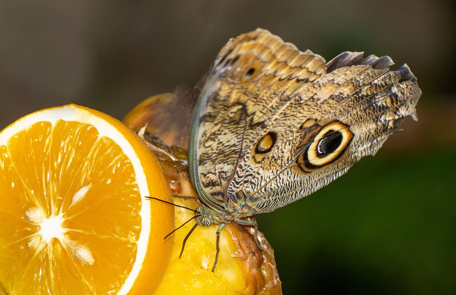 Nikon D7100 sample photo. Butterfly, citrus, insect photography