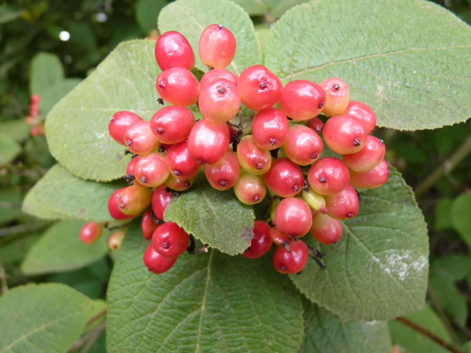 Panasonic Lumix DMC-FZ35 (Lumix DMC-FZ38) sample photo. Berries, red, wild berries photography