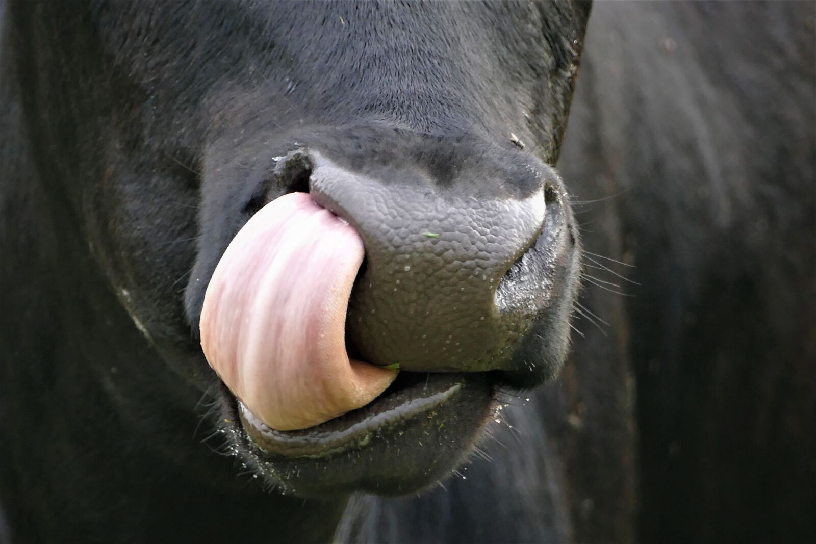 Panasonic Lumix DMC-FZ1000 sample photo. Cow, tongue, nose photography