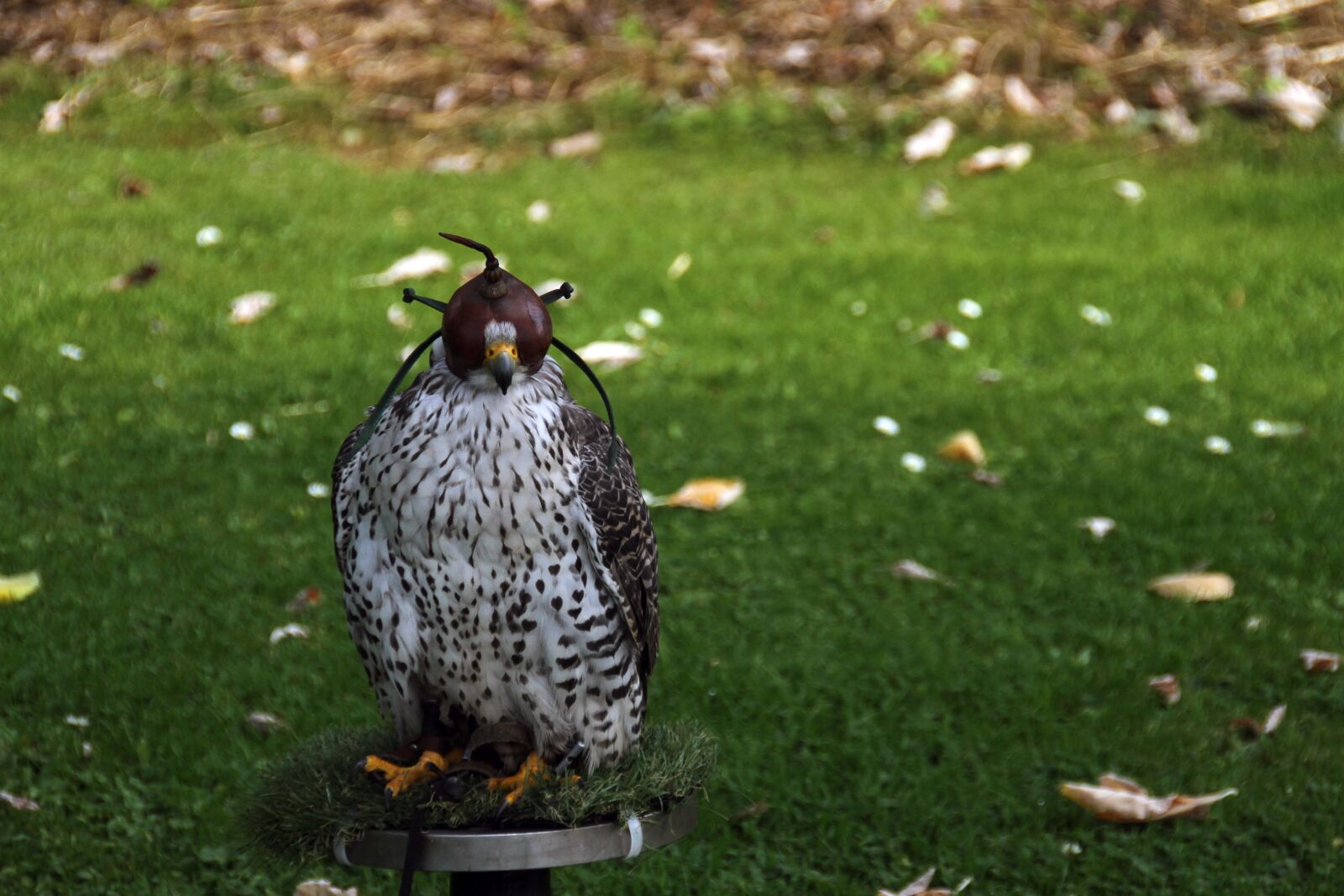 Canon EOS 7D sample photo. Owl, bird, animal photography