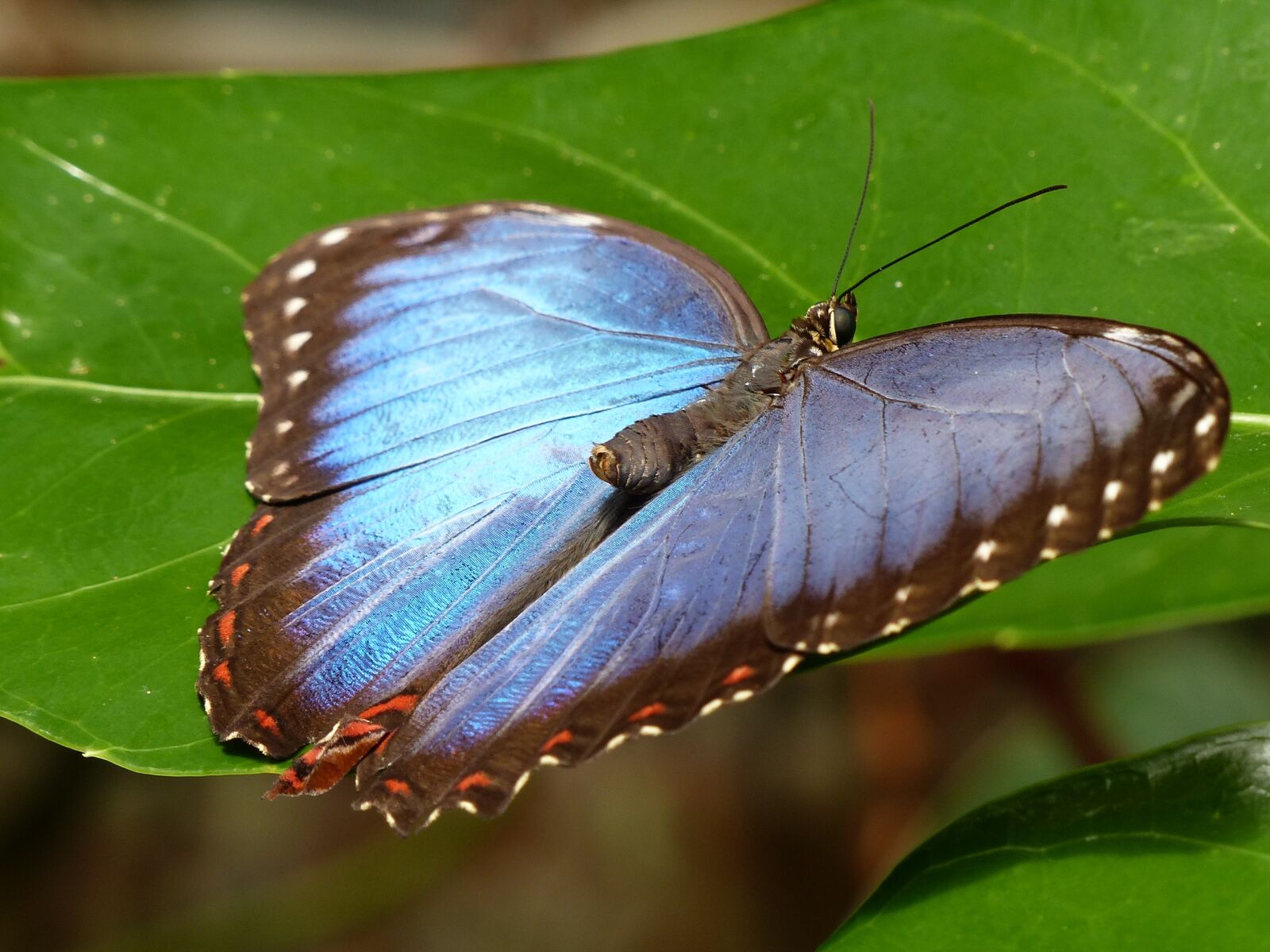 Panasonic Lumix DMC-FZ200 sample photo. Butterfly, botanical garden, wales photography