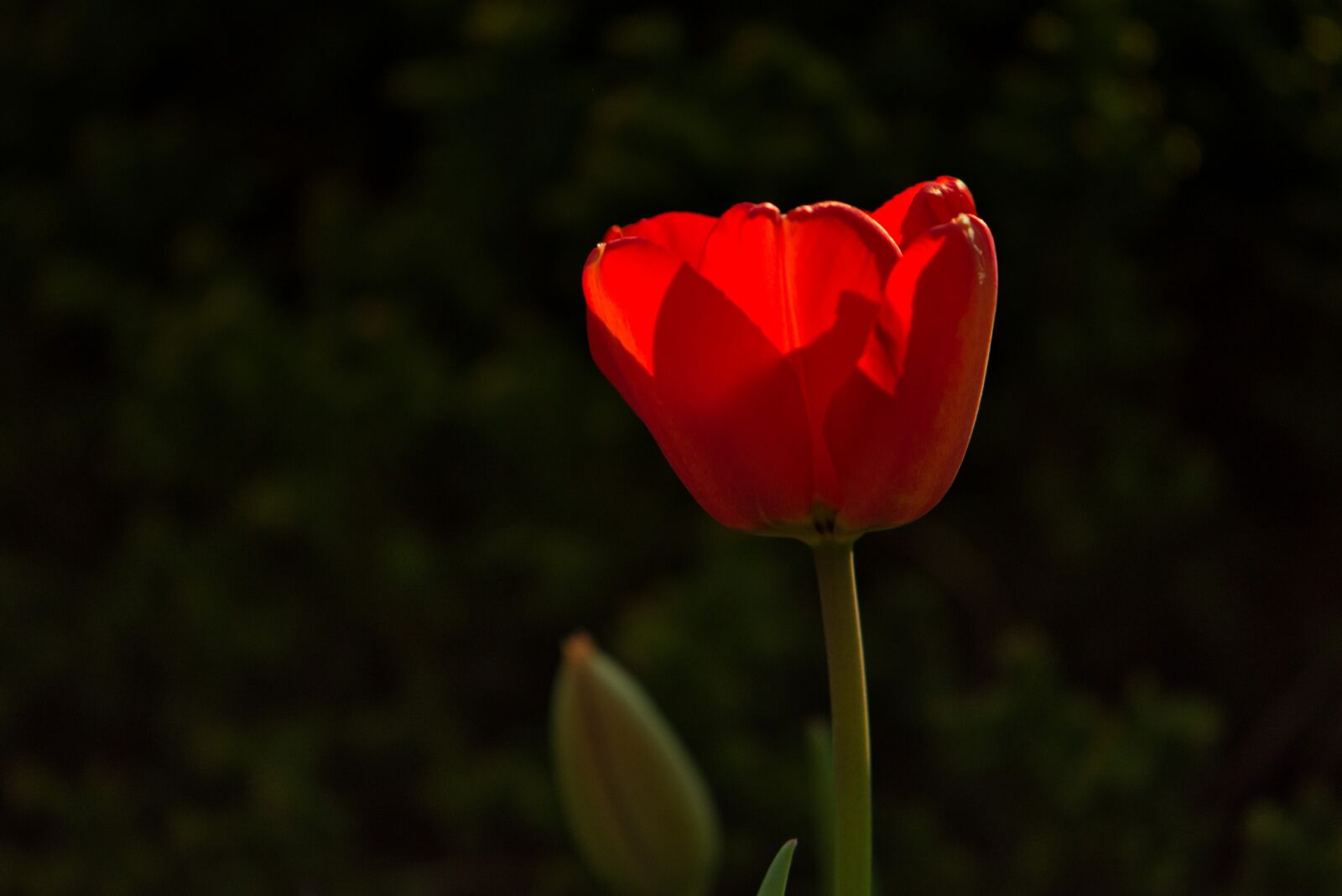 Nikon D5600 sample photo. Tulip, red, close up photography