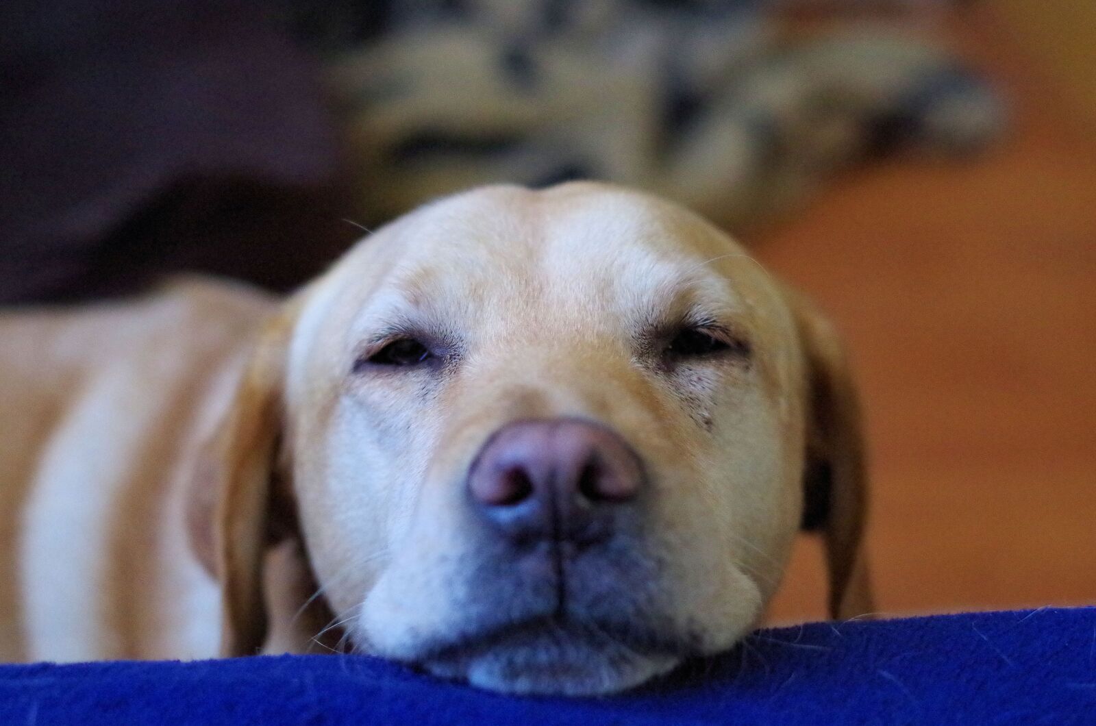 Pentax K-50 sample photo. Labrador, dog, thoughtful photography